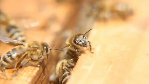 Macro shot of bees seeking something inside of a beehive on a wooden surface 스톡 동영상 76961026