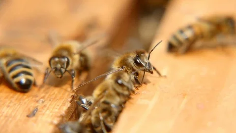Macro shot of bees seeking something inside of a beehive on a wooden surface 스톡 동영상 76961088