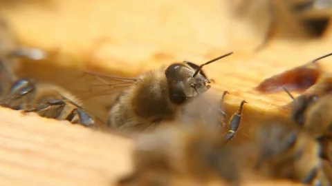 Macro shot of bees seeking something the  wooden surface of a beehive in a 스톡 동영상 76961220