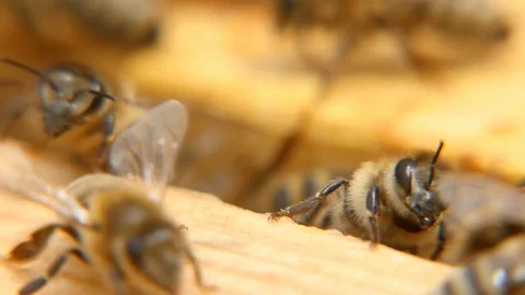 Macro shot of bees seeking something inside of a beehive on a wooden surface 스톡 동영상 76961231