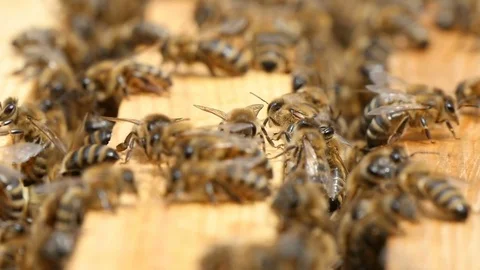 Macro shot of bees seeking something inside of a beehive on a wooden surface 스톡 동영상 76961292