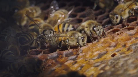 Macro shot of bees transforming nectar to honey and filling up the honeycombs 库存影片 98488960