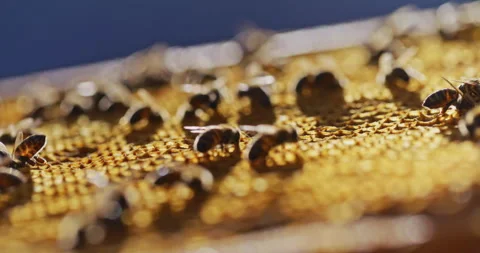 Macro Shot of Bees Working on Honeycomb Stock Footage 275582264
