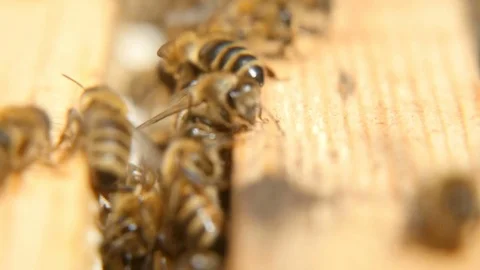 Macro shot of bees working inside of a beehive on a wooden surface 스톡 동영상 76961018
