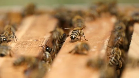 Macro shot of bees working inside of a beehive on a wooden surface 스톡 동영상 76961097
