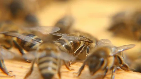 Macro shot of bees working on a  wooden surface of a beehive in a summer day 스톡 동영상 76961237