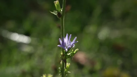Macro shot of a beetle Stock Footage 142520369