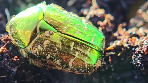 Macro Shot Of Beetle Resting On Soil Stock Footage 333467442