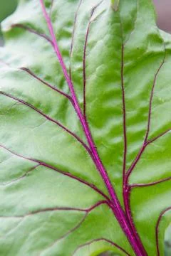Macro shot of beetroot leaf background texture. Green leaf with purple veins  Foto stock