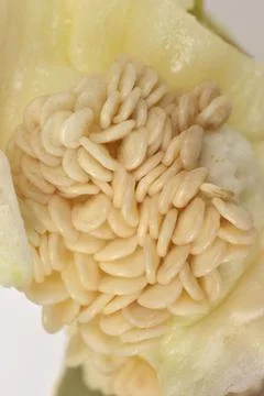 Macro shot of bell pepper core with seeds. Stock Photos