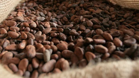Macro shot of a big bag of dry cocoa beans in the cooperative, in Ivory Coast Stock Footage 237837341
