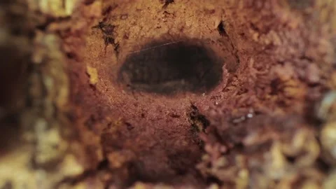 Macro shot of big hole on a tree Stock Footage 132212164