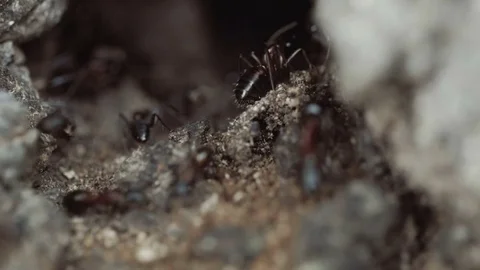 Macro shot of big red ants working Video stock 74917631