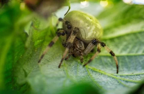 Macro shot of big spider on leaf Stock Photos