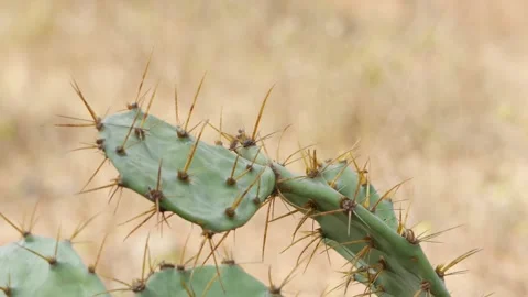 Macro shot of big spines on leaves of cactus plant 動画素材 150729034