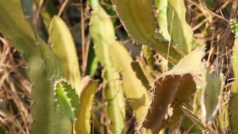 Macro shot of big spines on leaves of cactus plant Stock Footage 150732479