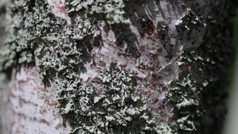 Macro shot of birch bark adorned with velvety moss Stock Footage 314736985