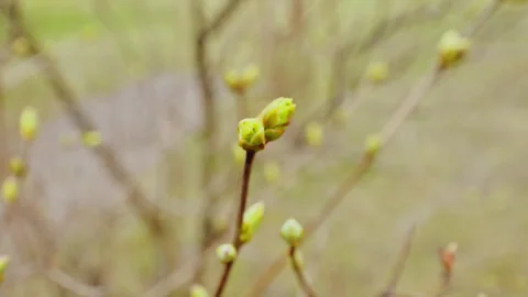 Macro Shot Of Birch Leaf Buds Opening In Early Spring Natural Light Close Up Stock Footage 325483190