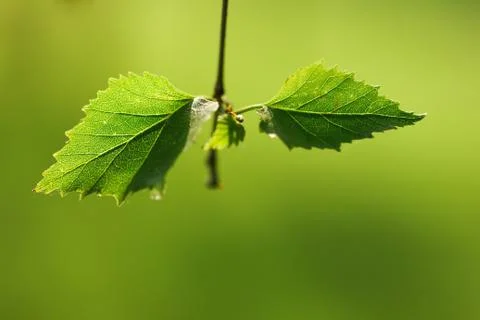 Macro shot of birch leaf Stock Photos