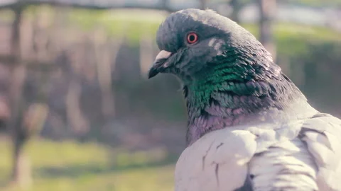 Macro shot of a bird eye. Close up shot of a pigeon eye blinking and looking Stock Footage 155593762