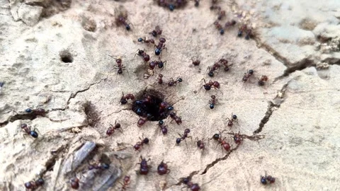 Macro Shot Of Black And Red Ants Working At Their Nest Hole Stock Footage 340021776
