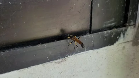 Macro Shot of Black and Yellow Mud Dauber Wasp on Window Frame 库存影片 338183057