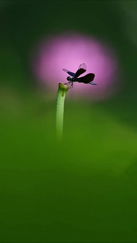 Macro Shot of Black Damselfly Perching on Green Plant Stem 動画素材 329166801