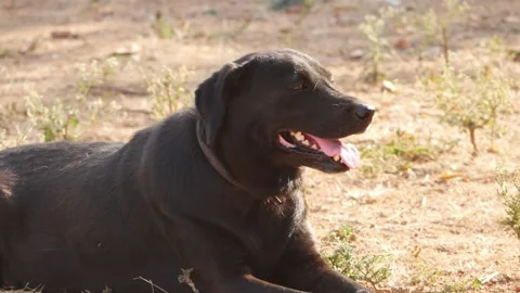 Macro shot of black dog sitting on ground with tongue out Stock Footage 150714361
