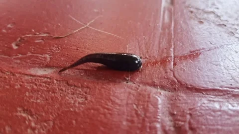 A macro shot of a black fat Leech crawling on the red oxide floor inside th.. Stock Footage 302873469