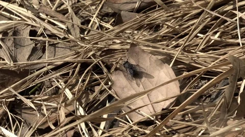 Macro Shot of Black Fly on Dead Leaf Surrounded by Dry Grass 2 Stock Footage 335957890