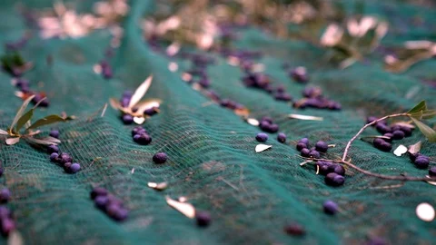 Macro shot of black olives dropping on a plastic net during olive harvesting. Stock Footage 91860543