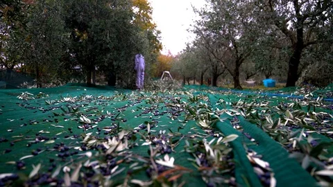 Macro shot of black olives dropping on a plastic net during olive harvesting. Stock Footage 94838083