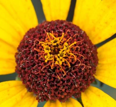 Macro shot of Blooming buds bright garden flower of gaillardia Stock Photos