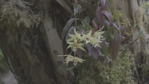 Macro Shot of Blooming Dendrobium Officinale Flowers Stock-Footage 343571012