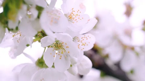 Macro shot of blooming fruit tree Stock Footage 230042344