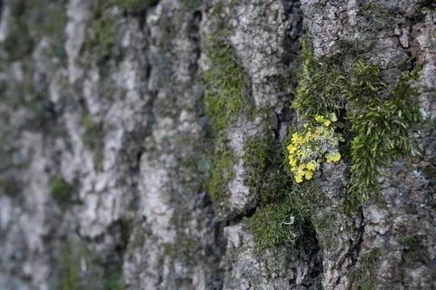 Macro shot of blooming moss on old poplar tree bark. Stock Photos