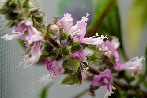 Macro shot of blooming purple basil flowers on a stem. Stock Photos