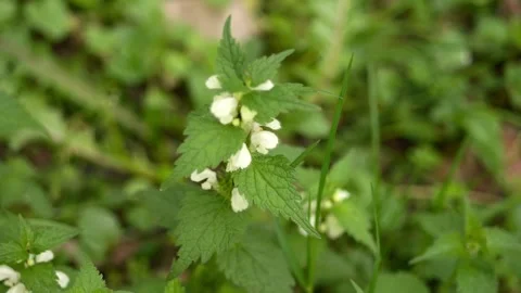 A macro shot of blooming white nettle flowers on an eco-farm, filmed early .. Stock Footage 275819605
