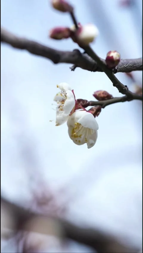 Macro Shot of Blooming White Plum Blossoms on Branch Video stock 328960339