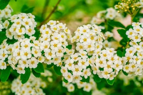 Macro shot of blooming white spiraea (bridal wreath) flowers with a soft gr.. Stock Photos