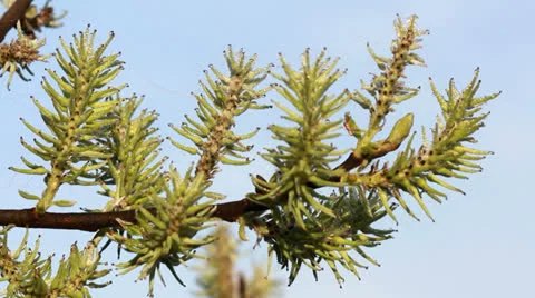 Macro shot of blooming willow tree. Salix caprea. 스톡 동영상 23185752