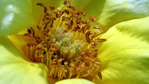 Macro shot blooming yellow rose flower petals Stock Footage 320999829