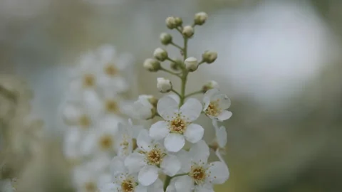 A macro shot of blossoming white cherry flowers. Stock Footage 269707107