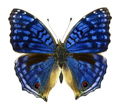 Macro shot of blue commodore butterfly displaying iridescent wings and eye .. Stock-Fotos