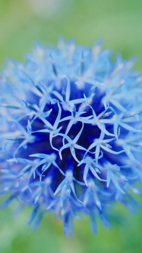 Macro shot of blue flower head, with soft focus and natural bokeh 스톡 동영상 335567962