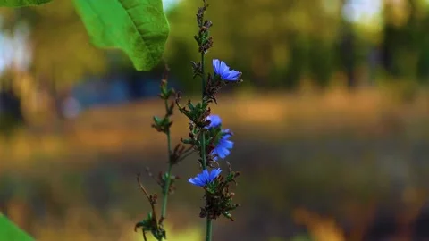 Macro Shot of Blue Flowers in a Soft-Focus Background Stock Footage 302982183