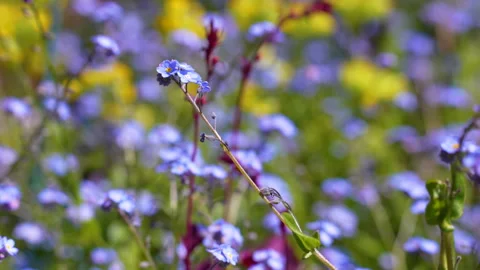 Macro shot of Blue Forget-Me-Not stem against yellow and blue flowers Video stock 241986721