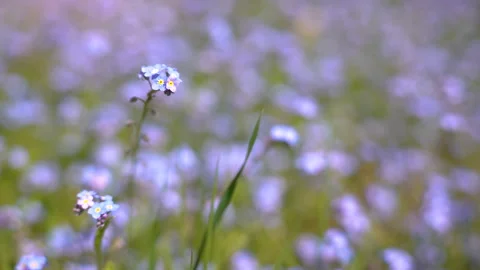 Macro shot of Blue Forget-Me-Not stem in a field of blue flowers Video stock 242853382