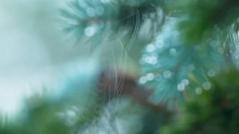 Macro Shot Of Blue Spruce Branch With Dew Drops And Spider Web Stock Footage 345446190