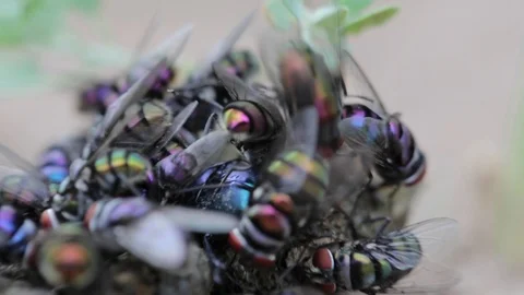 Macro shot of bottle flies 動画素材 127572802